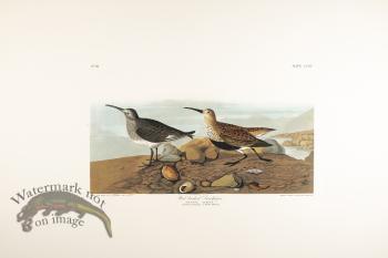 Red Backed Sandpiper